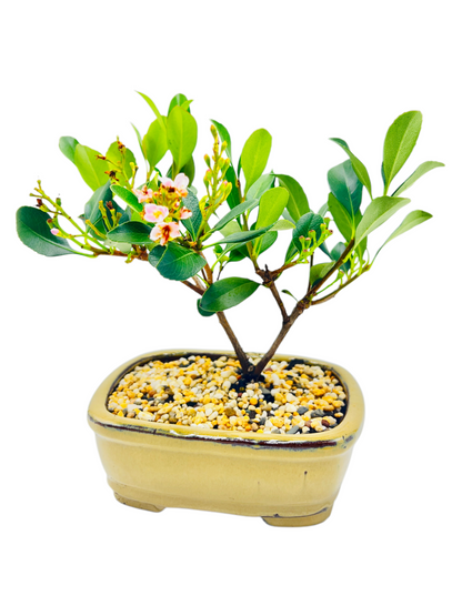 Hawthorn “Cherry Blossom” Bonsai Tree 8 Inch