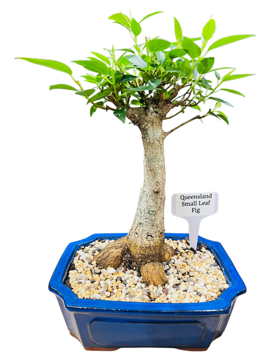 8 Inch Small Leaf Fig Bonsai Tree