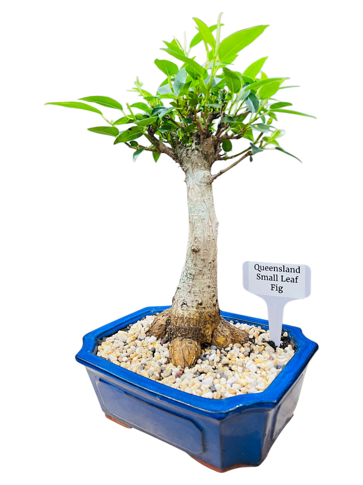 8 Inch Small Leaf Fig Bonsai Tree