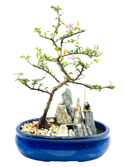 12 Inch Lavender Star Rock Feature Bonsai Tree