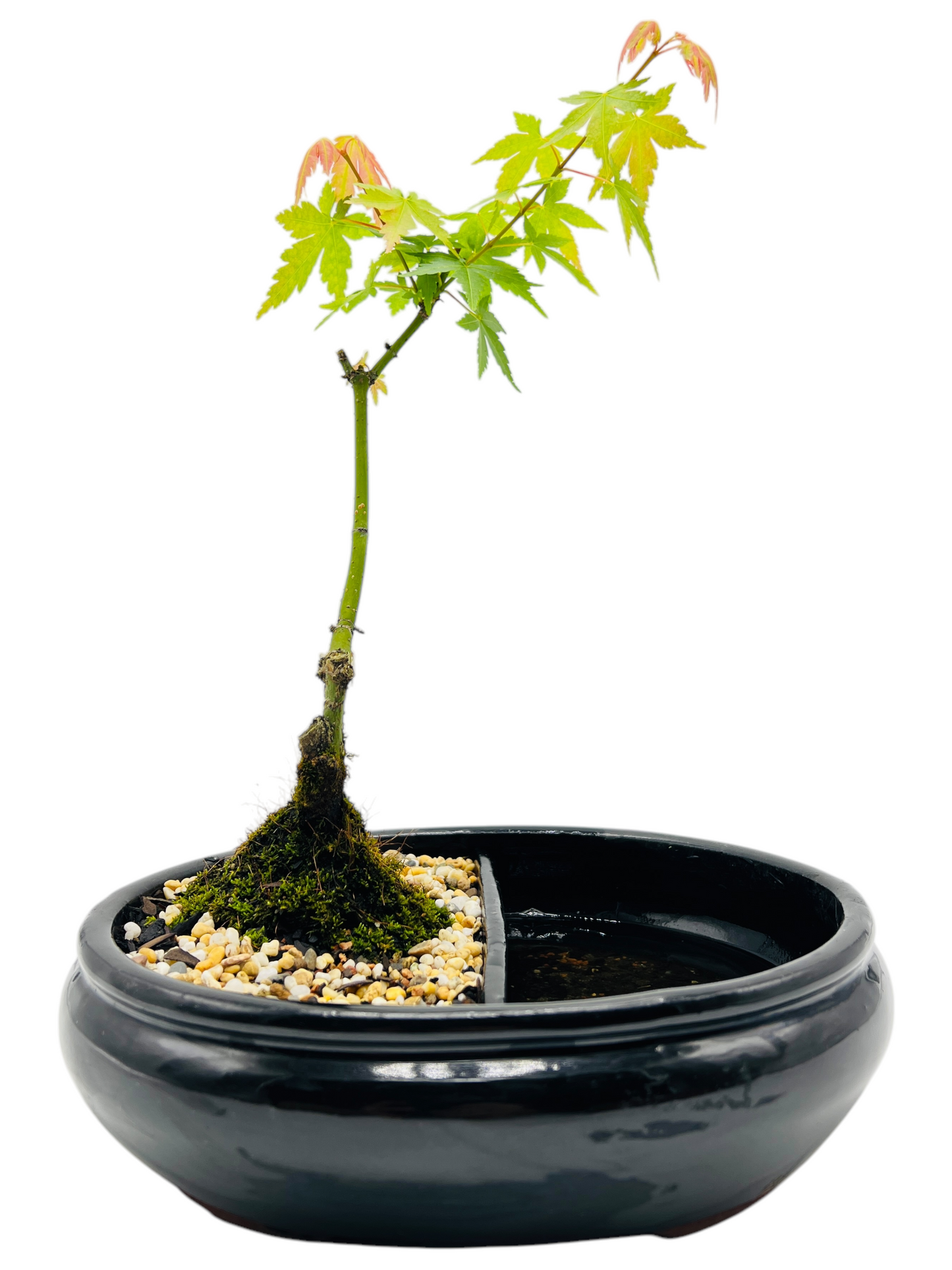 Japanese Maple Bonsai 10 Inch