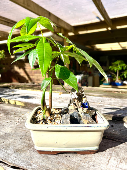 Rock Feature Triple Dragon Braided Indoor Guiana Chestnut “Pachira Aquatica” Bonsai Tree 7 Inch 发财树 - Bonsai Gifts Nursery