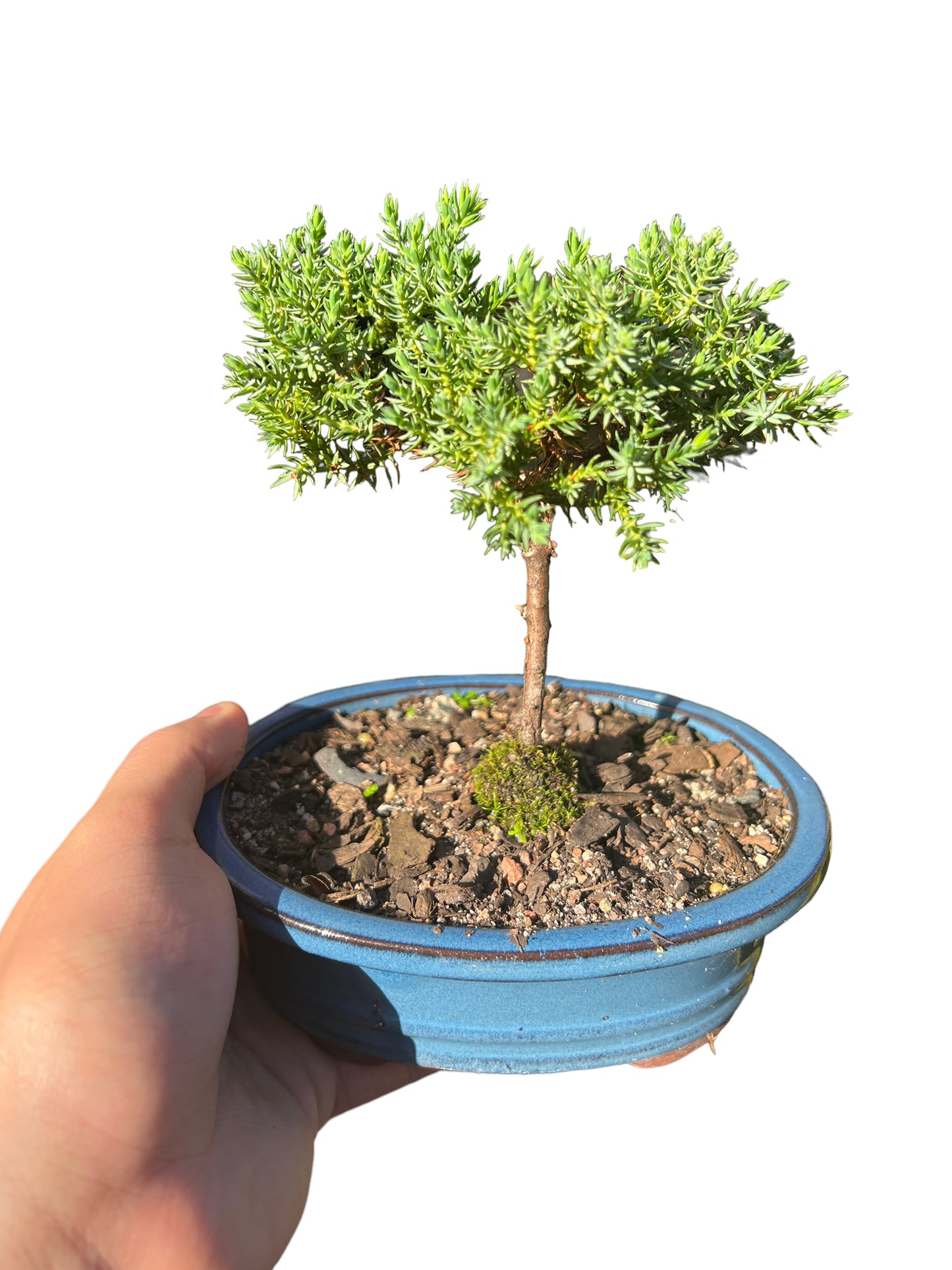 6” Juniper Bonsai Tree - Bonsai Gifts Nursery