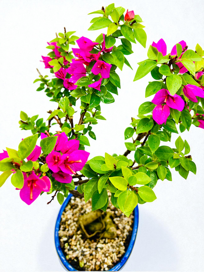12” Pixie Pink Bougainvillea 10 Years Old 70cm Tall