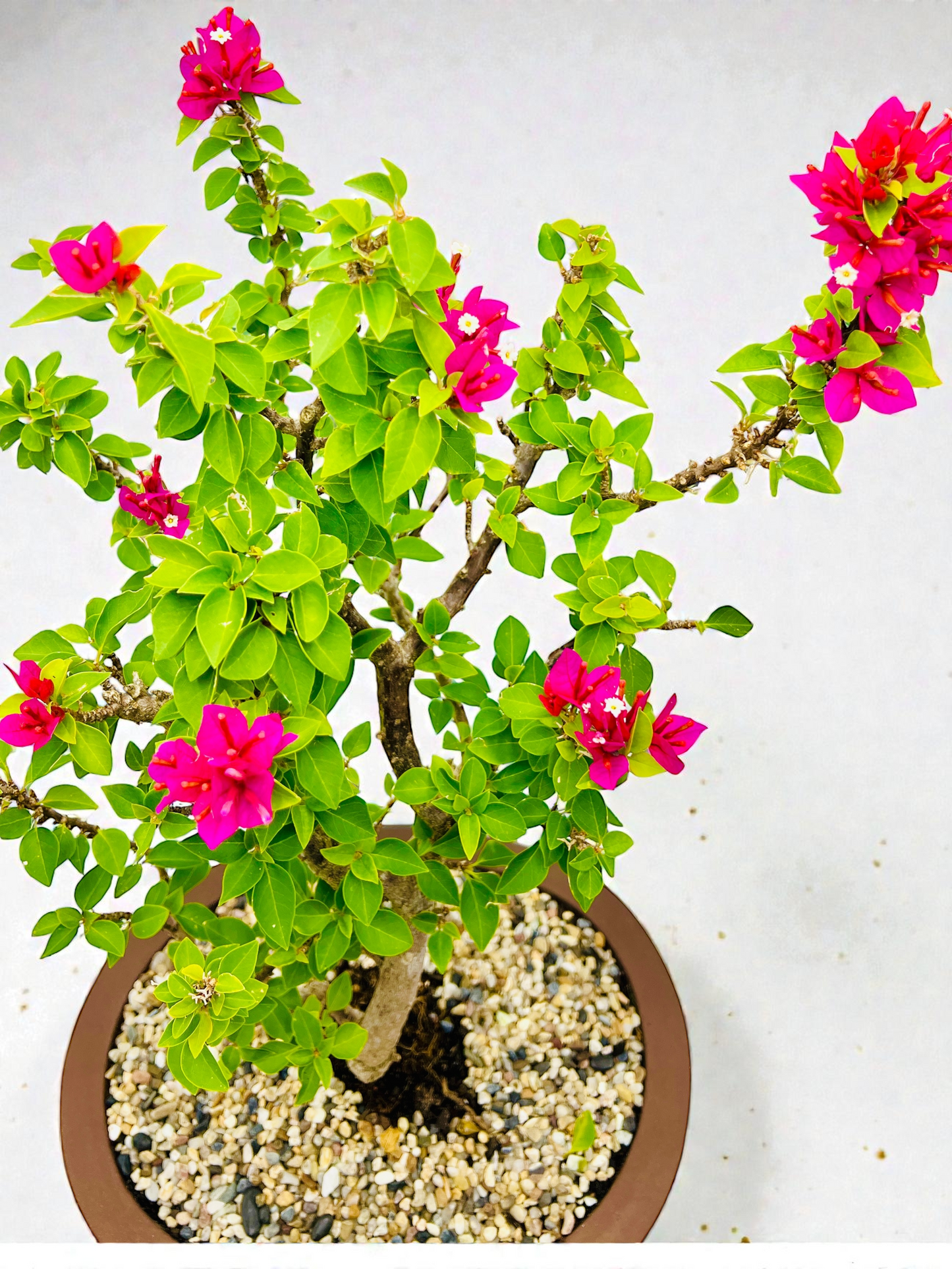 16” Pink Flowering Bougainvillea Bonsai Tree