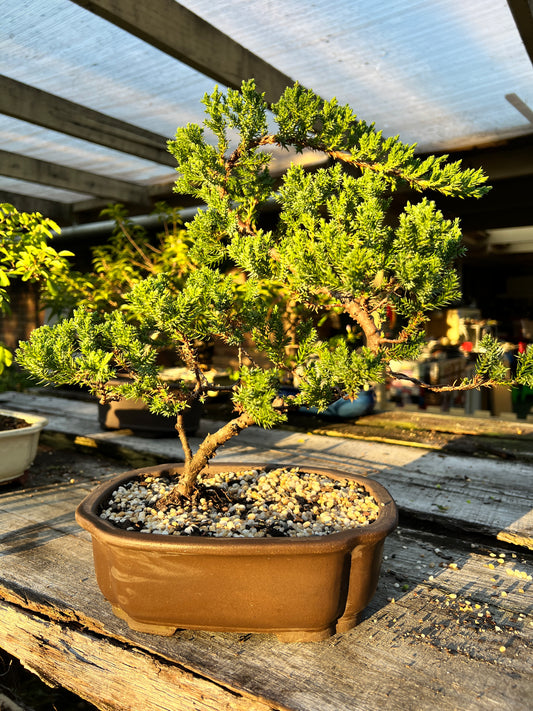 Juniper Squamata Bonsai Tree 10 Inch - Bonsai Gifts Nursery