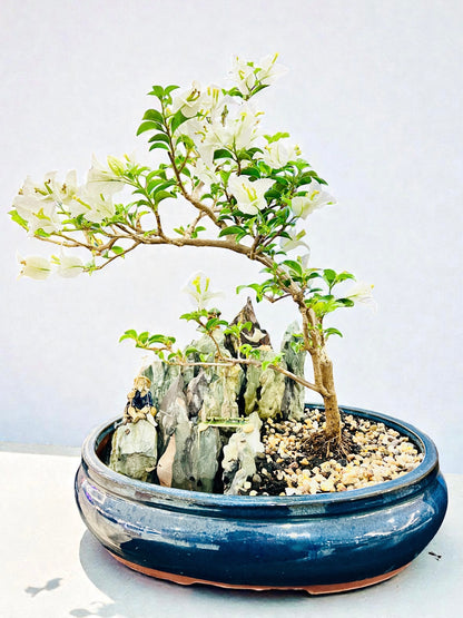 14 Inch White Bougainvillea Rock Feature Bonsai Tree