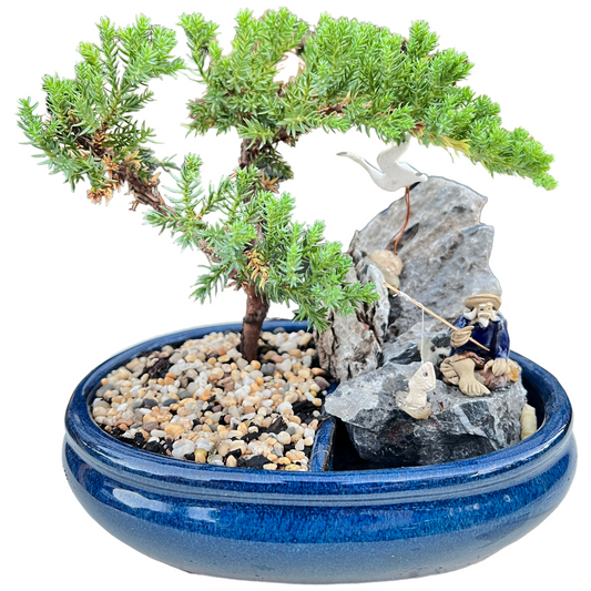8 Inch Juniper Bonsai Tree With Rock Feature (Oval)
