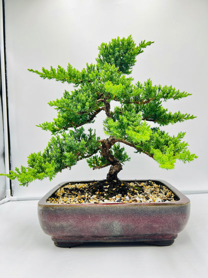 2008 Advanced Twisted Trunk Juniper Squamata Bonsai Tree