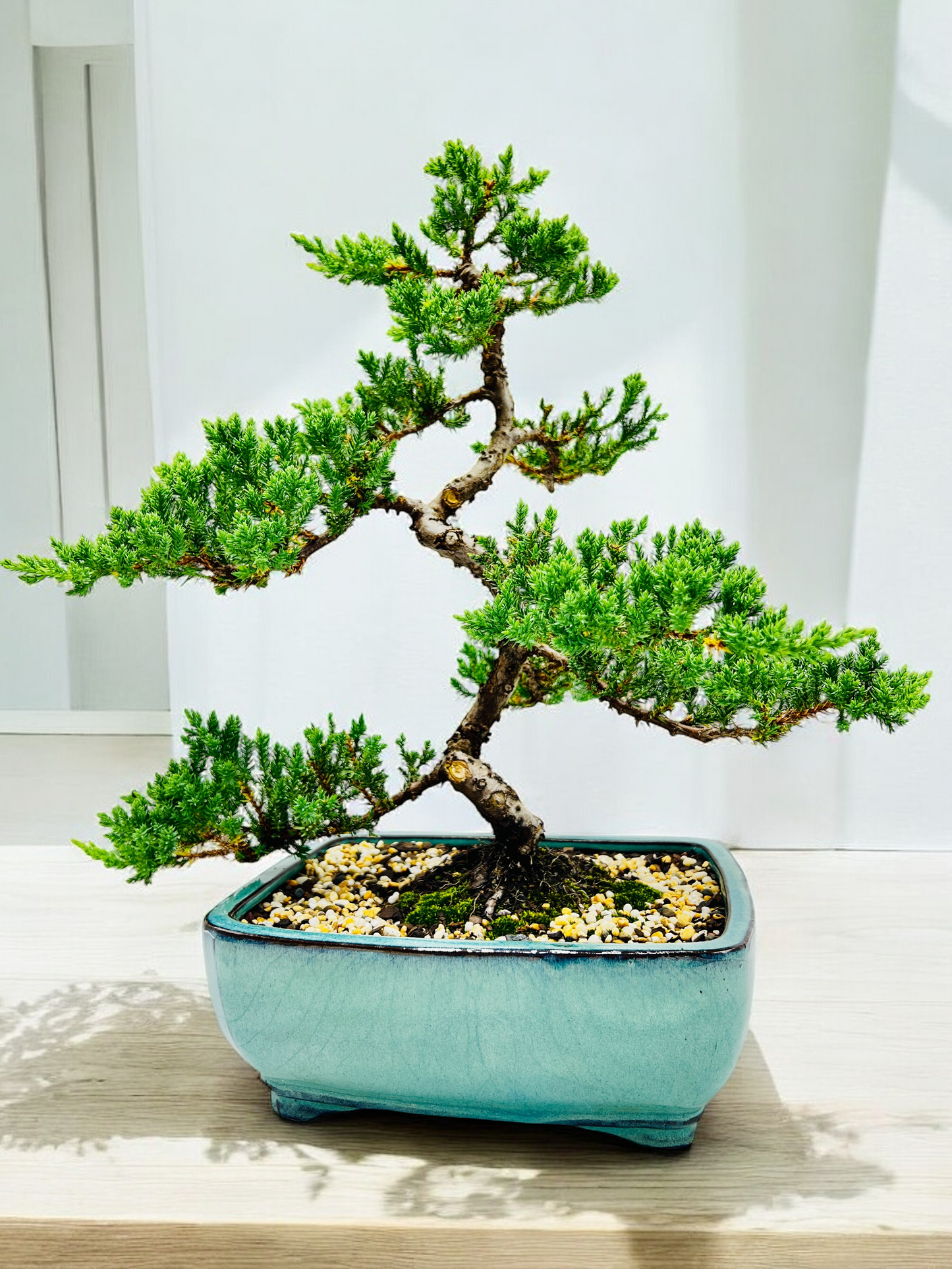 2008 Advanced Twisted Trunk Juniper Squamata Bonsai Tree