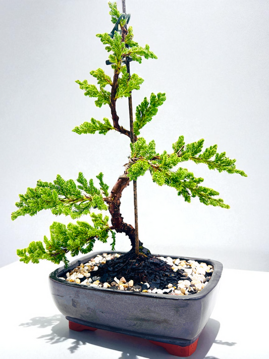 8 Inch Juniper Squamata Bonsai Tree - Black Rectangle Pot