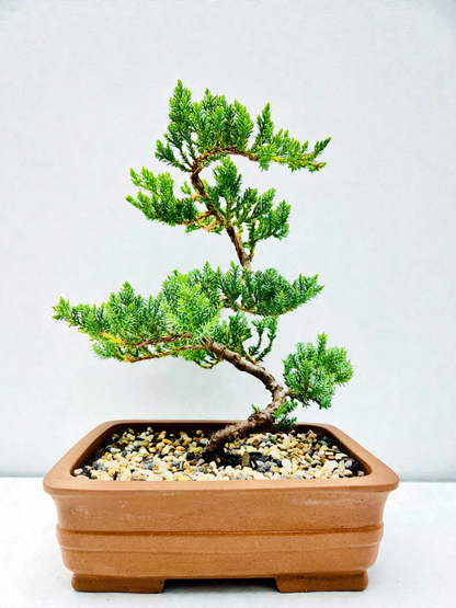 10” Large Juniper Squamata Bonsai Tree - Unglazed Premium Pot
