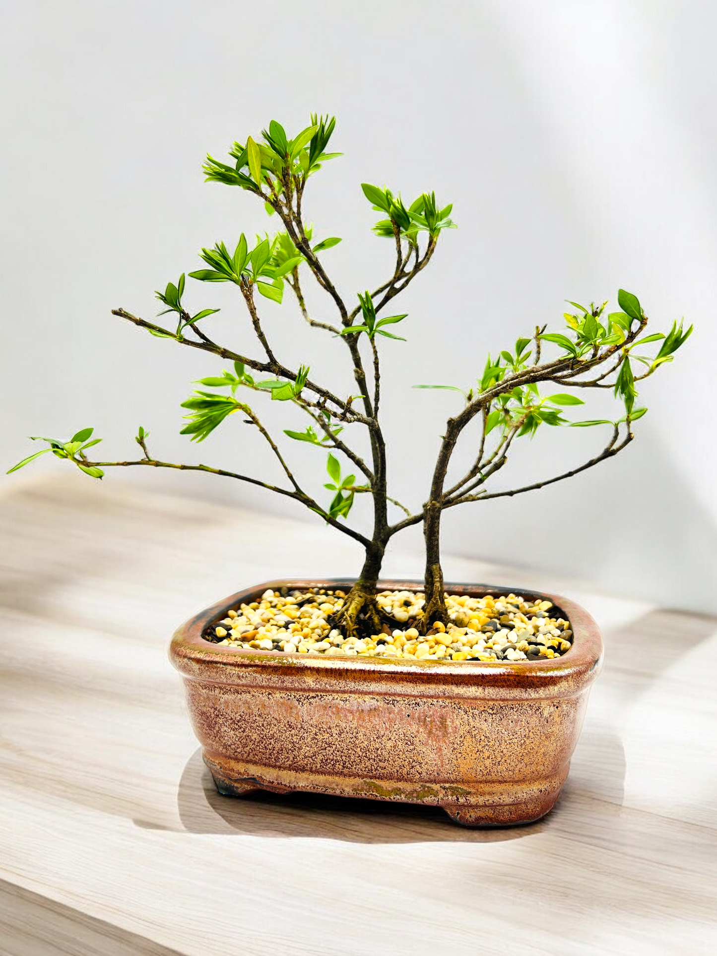 8 Inch Twin Trunk Gardenia Radicans Bonsai Tree