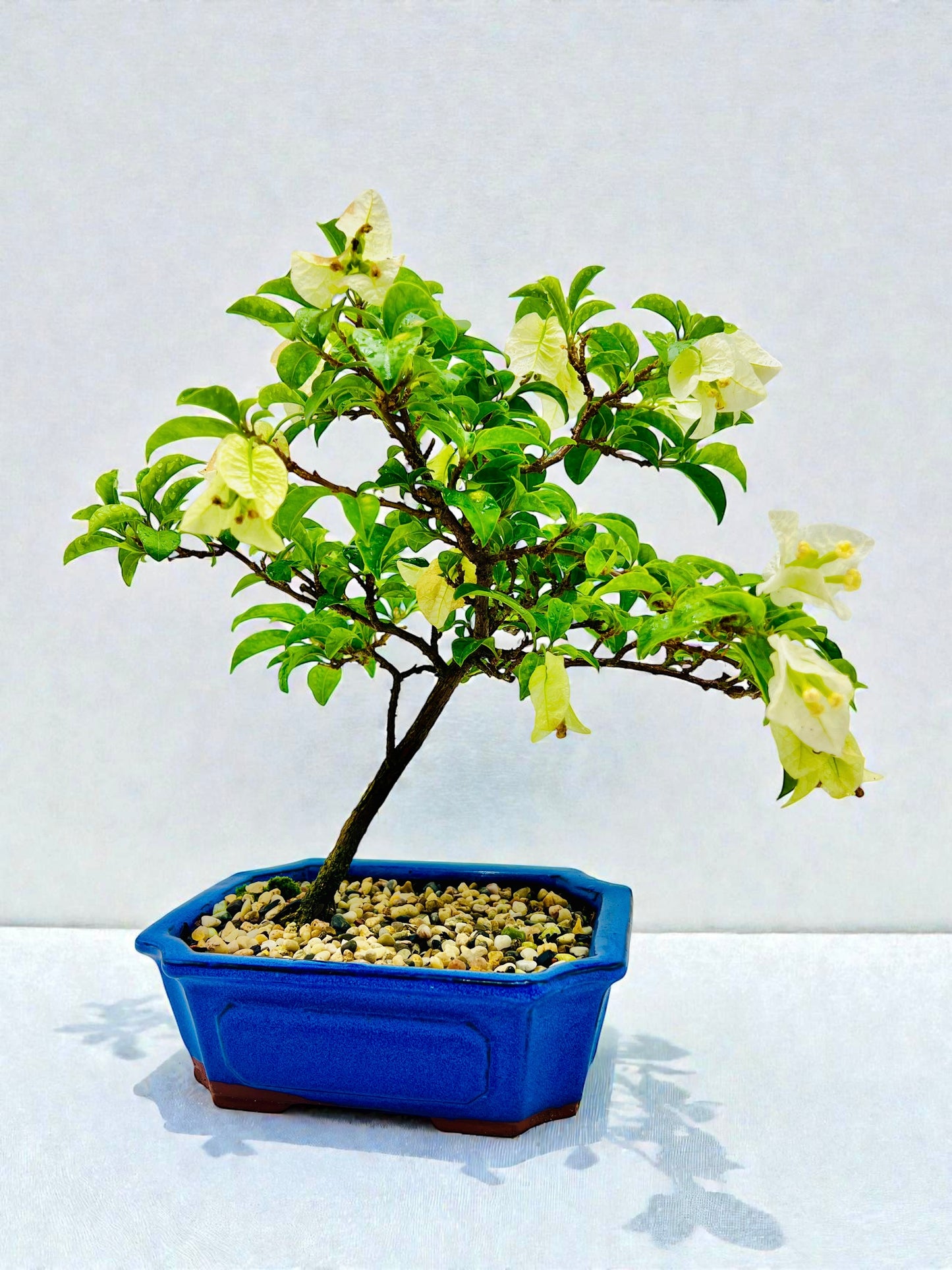 8” White Bougainvillea 40cm Tall