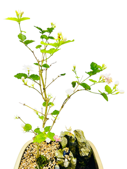 Rock Feature White/Pink Jasmine Bonsai Tree 12 Inch