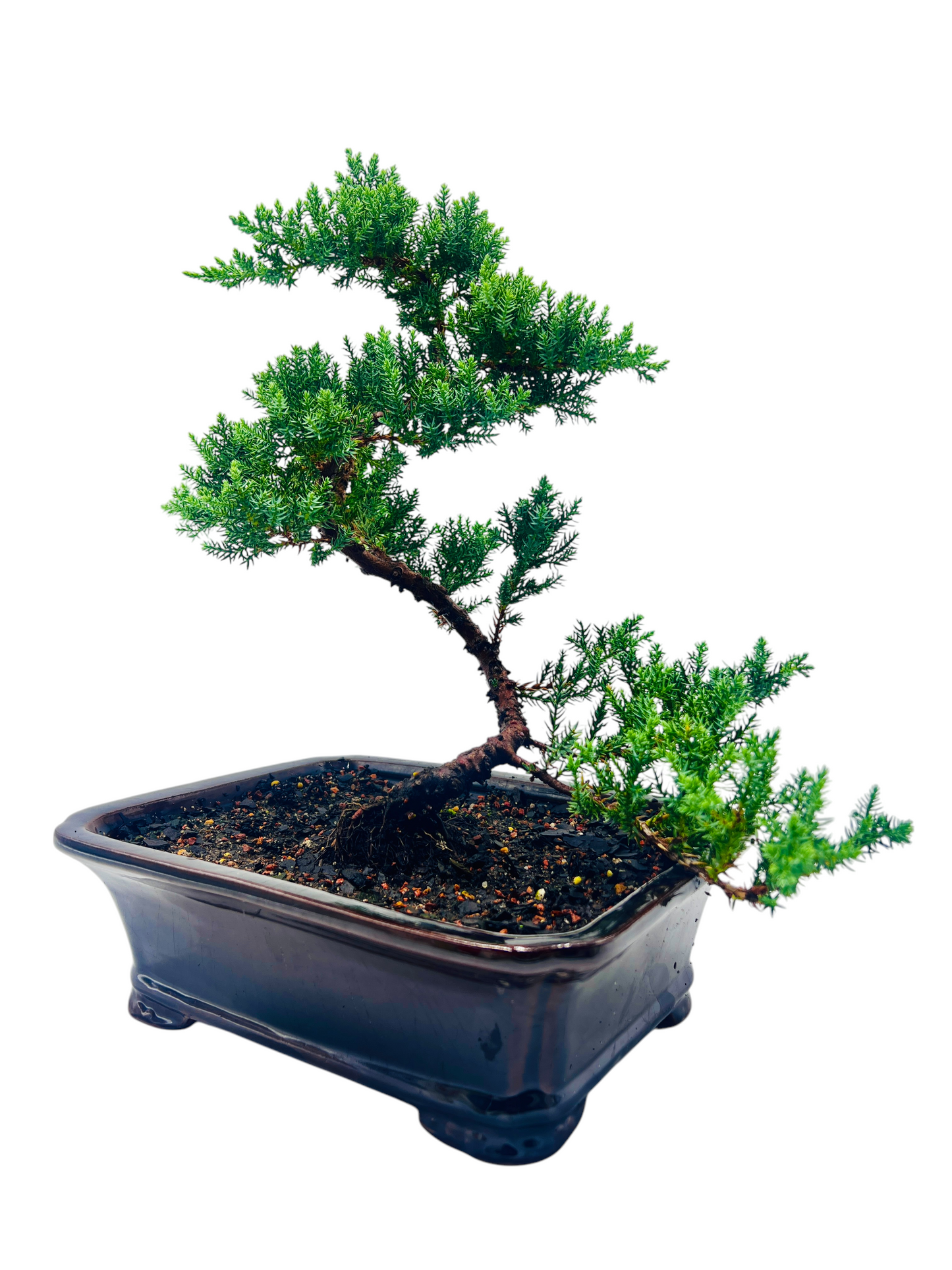 10” Large Juniper Squamata Bonsai Tree - Black Pot