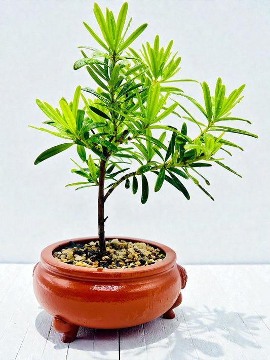 Podocarpus Macrophyllus Buddhist Pine Bonsai Tree - Handmade Dragon Pot