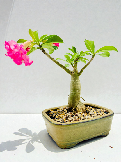 Double Pink Desert Rose Bonsai Tree