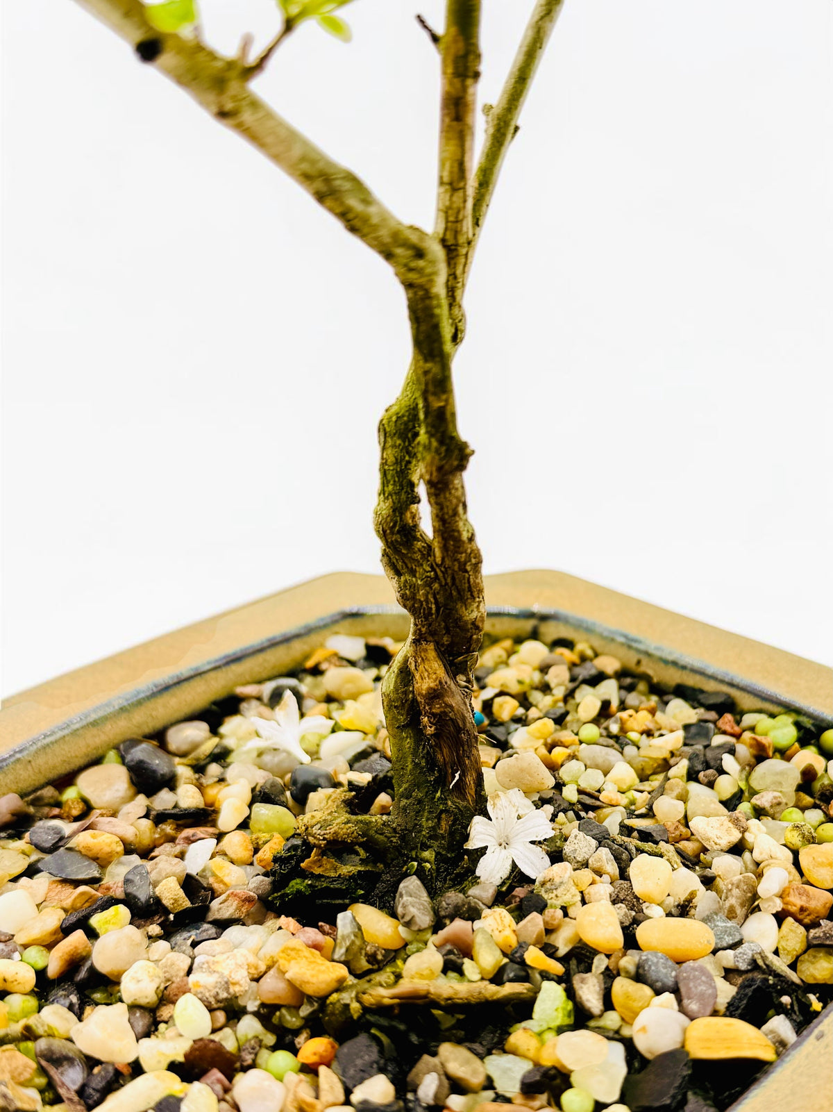 6 Inch Starter Variegated White Flowering Serissa Bonsai Tree