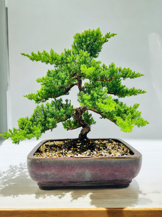 2008 Advanced Twisted Trunk Juniper Squamata Bonsai Tree