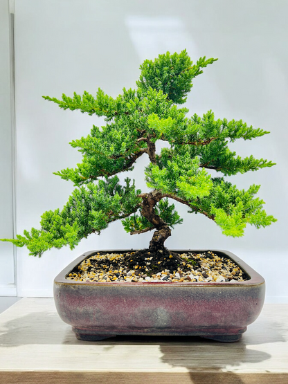 2008 Advanced Twisted Trunk Juniper Squamata Bonsai Tree