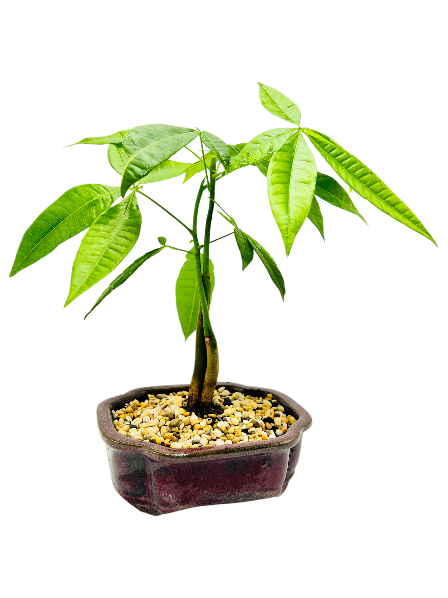 Twin Trunk Indoor Guiana Chestnut “Pachira Aquatica” Bonsai Tree 6 Inch 发财树