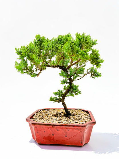 10 Inch Juniper Squamata Bonsai Tree - Red Rectangle Pot