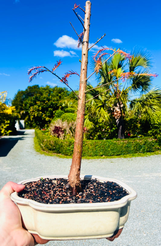 Swamp Cypress Bonsai