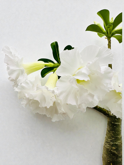 Double White Desert Rose Bonsai Tree