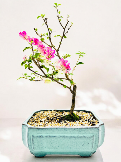 12” White/Pink Flowering Bougainvillea Bonsai Tree - Windswept Style