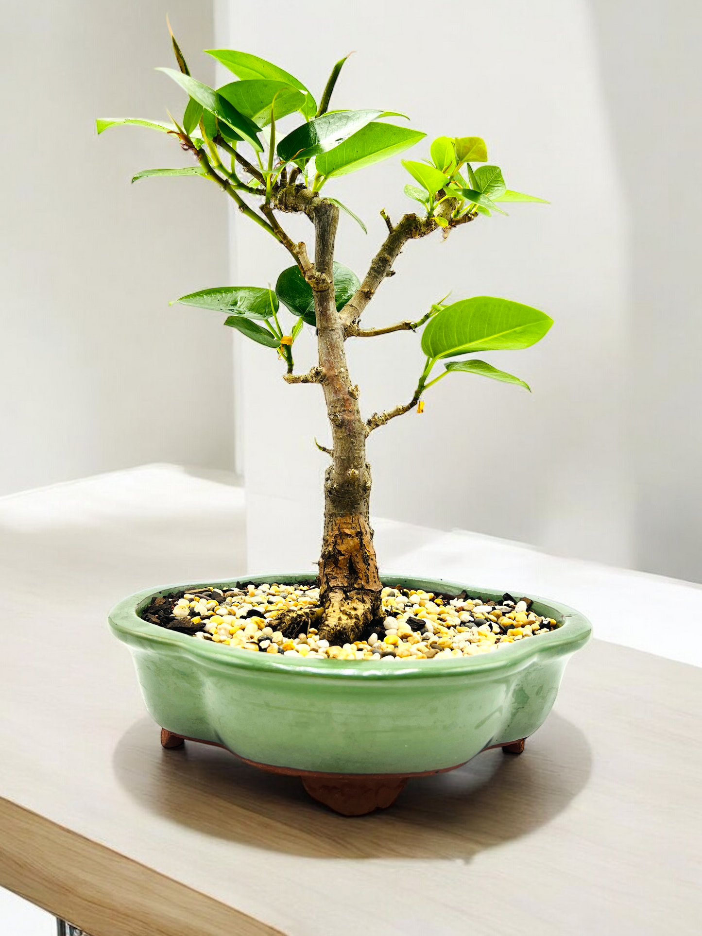 8 Inch Small Leaf Fig Bonsai Tree