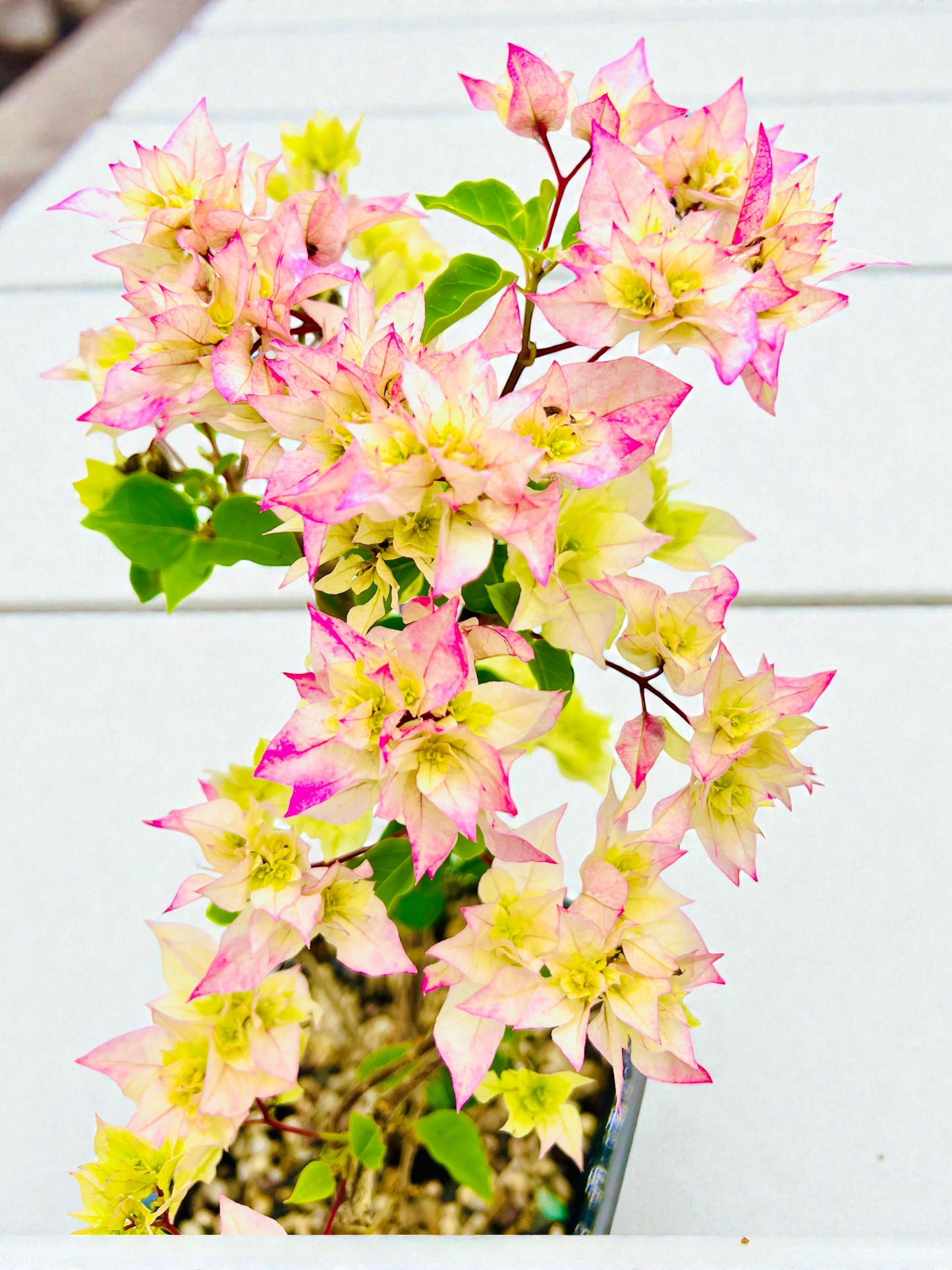 8” Hybrid White-Pink Bougainvillea 5 Years Old 45cm Tall With Saucer