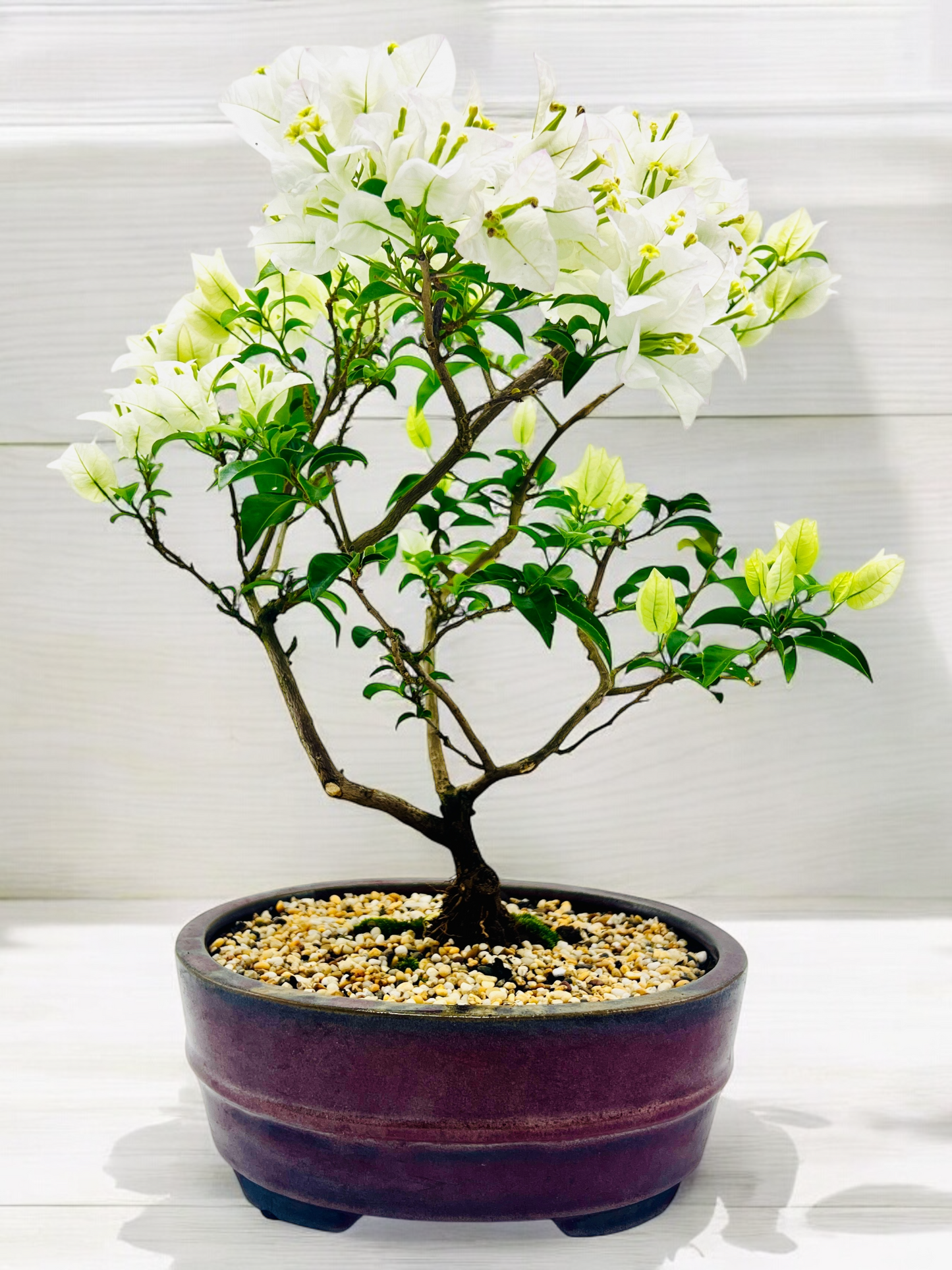 10” White Bougainvillea Bonsai Tree 6 Years Old 50cm Tall