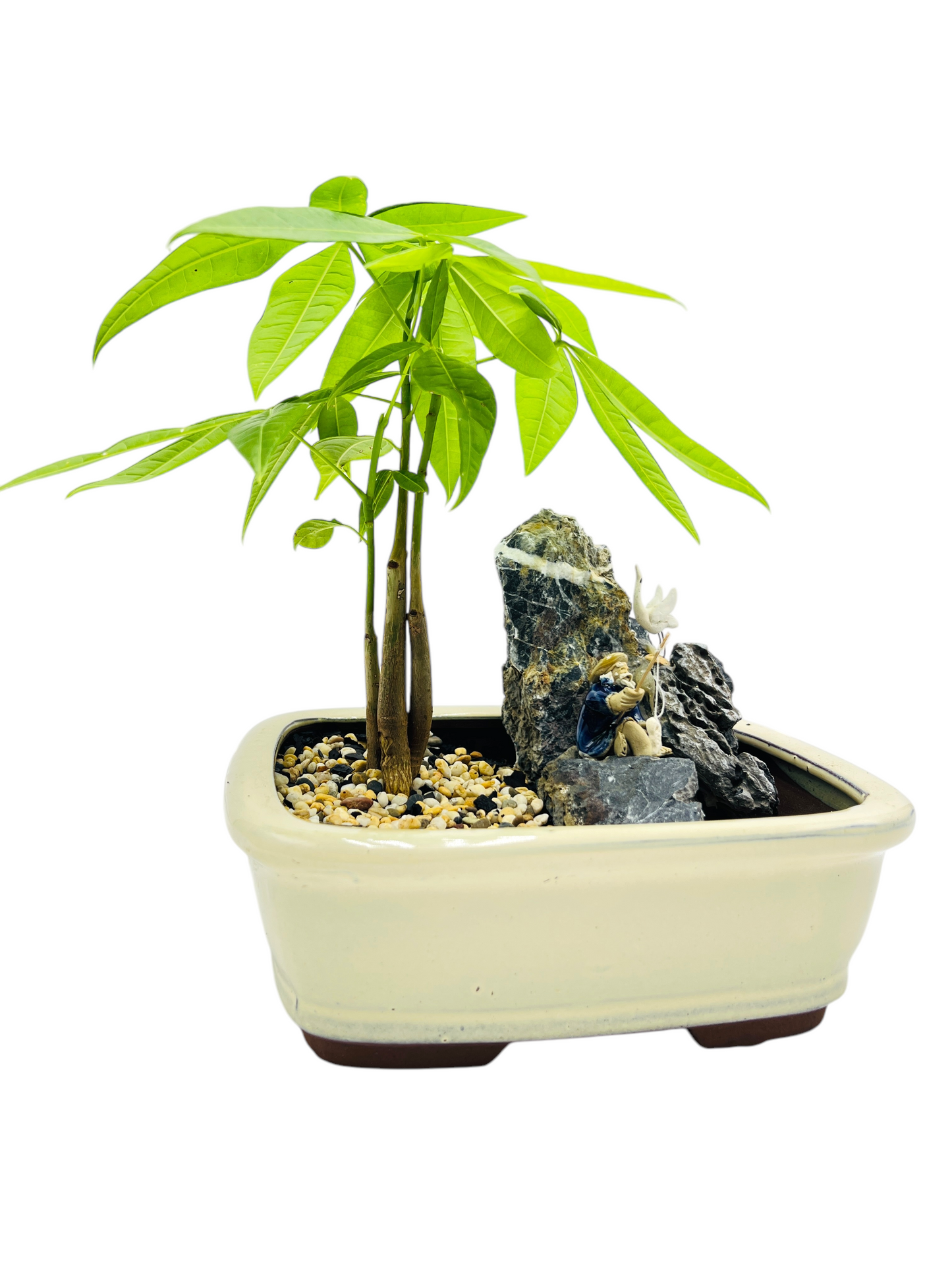 Rock Feature Triple Trunk Indoor Guiana Chestnut “Pachira Aquatica” Bonsai Tree 8 Inch 发财树