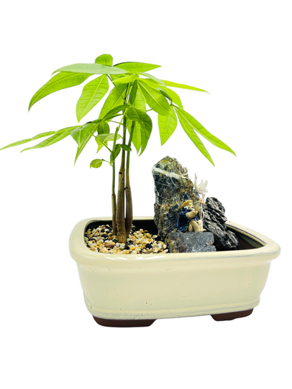 Rock Feature Triple Trunk Indoor Guiana Chestnut “Pachira Aquatica” Bonsai Tree 8 Inch 发财树