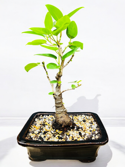 8 Inch Small Leaf Fig Bonsai Tree