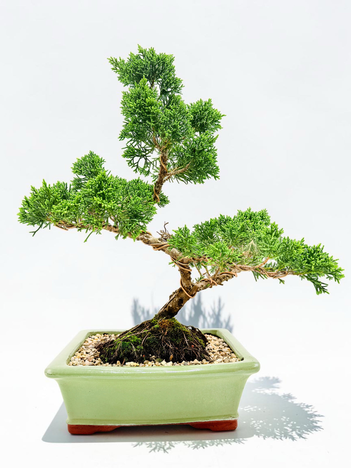 2013 Twisted Trunk Japanese Shimpaku Juniper Bonsai Tree