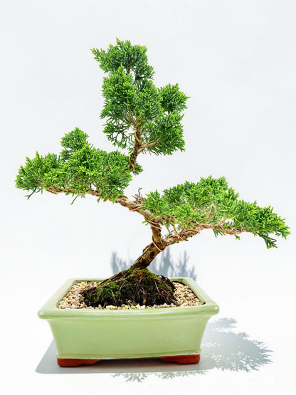 2013 Twisted Trunk Japanese Shimpaku Juniper Bonsai Tree