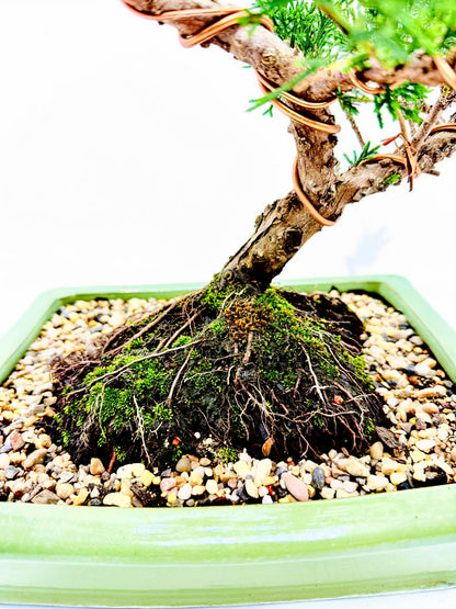 2013 Twisted Trunk Japanese Shimpaku Juniper Bonsai Tree