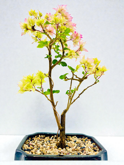 8” Hybrid White-Pink Bougainvillea 5 Years Old 45cm Tall With Saucer