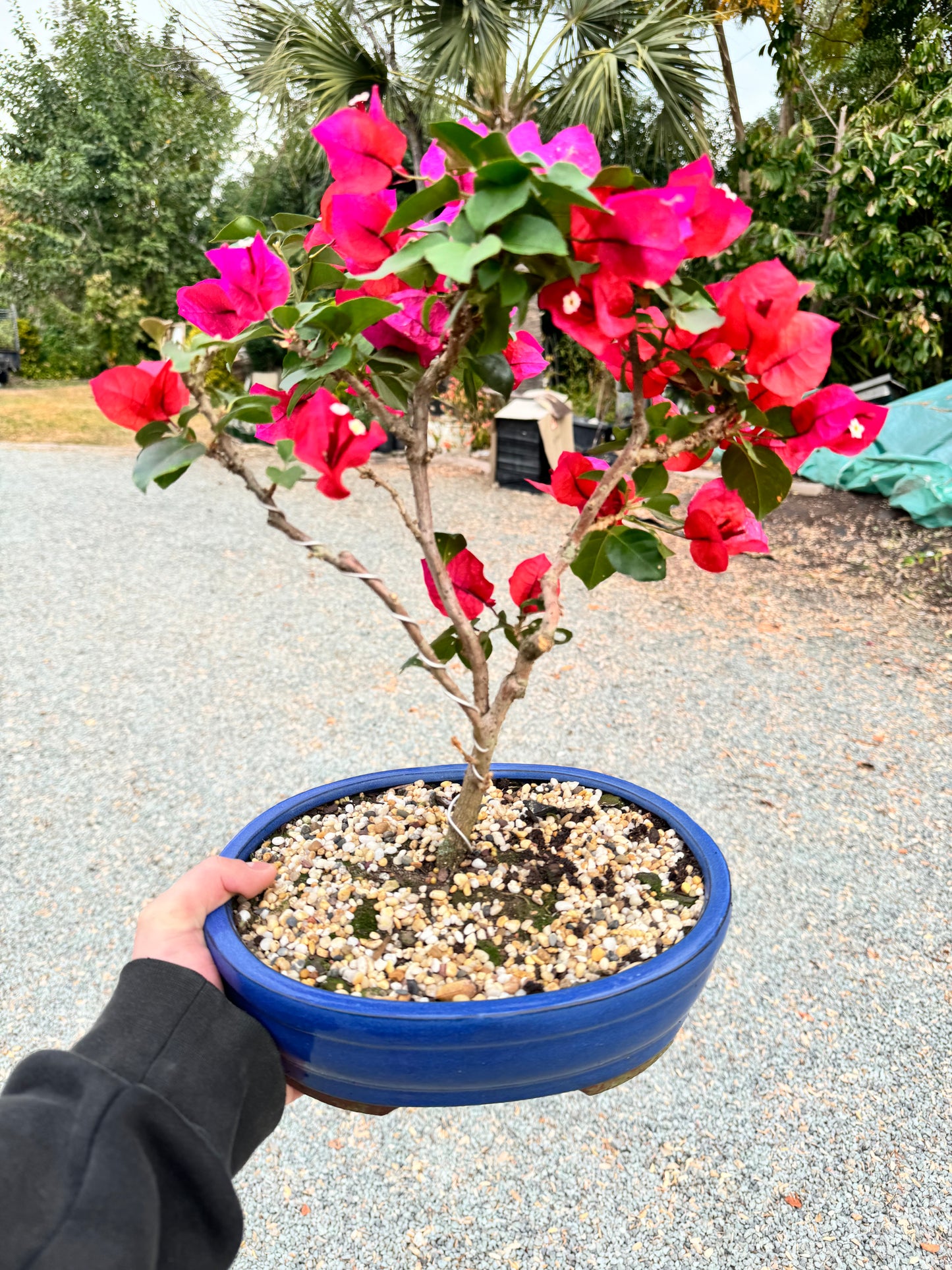 Pink Bougainvillea 6 Years Old 50cm Tall - Bonsai Gifts Nursery