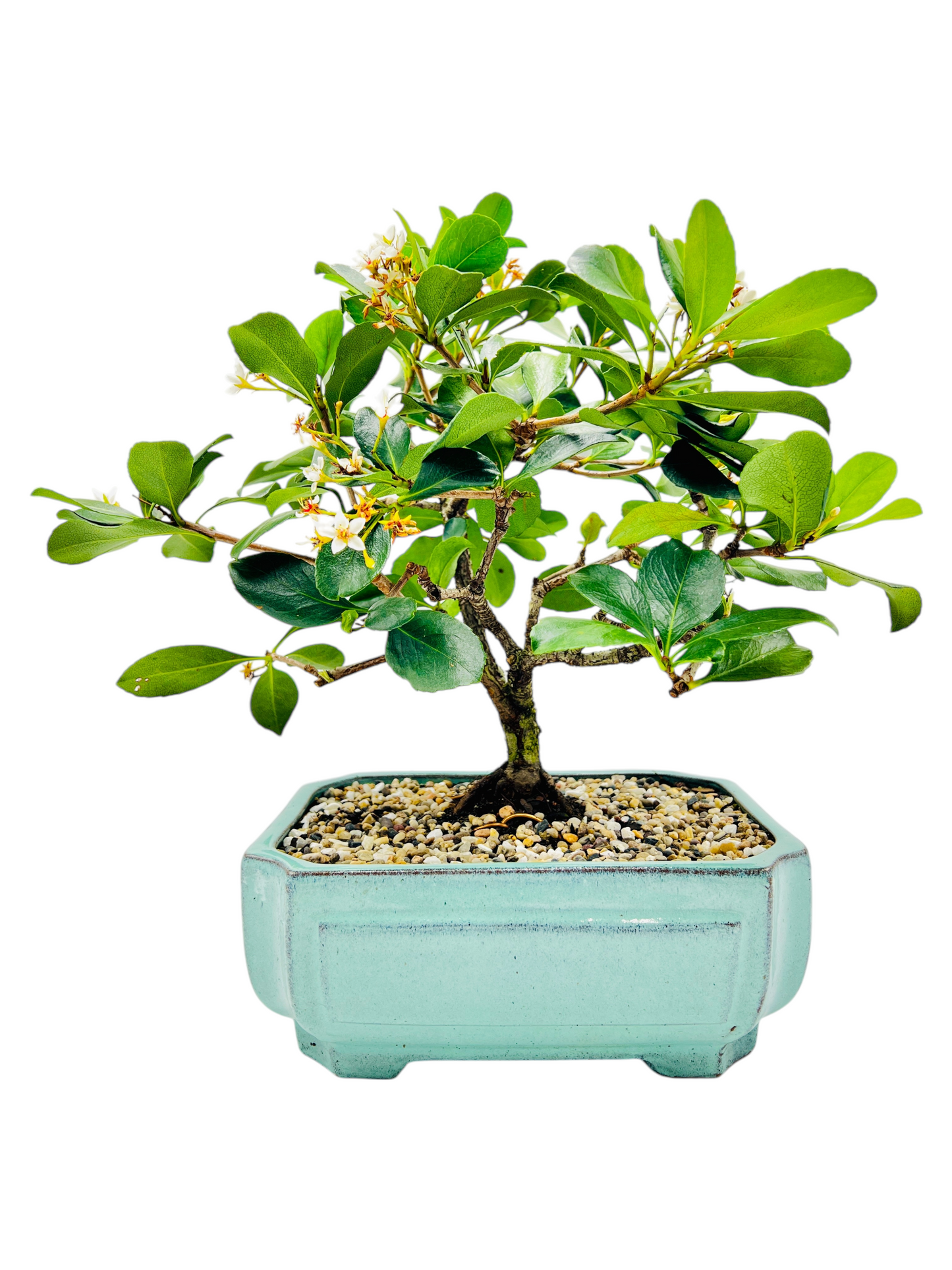 Hawthorn “Apple Blossom” Bonsai Tree 12”