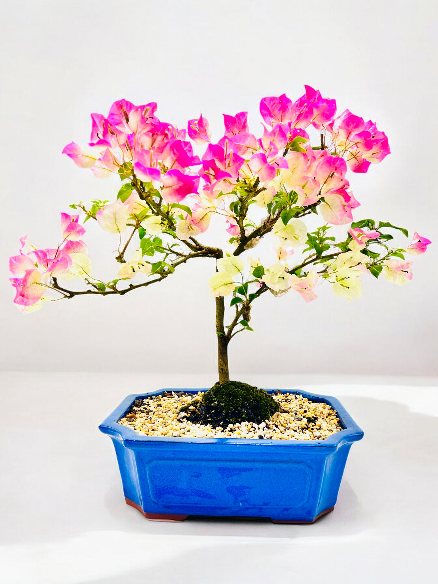 12” White/Pink Flowering Bougainvillea Bonsai Tree