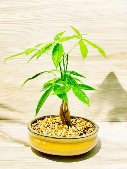 5 Leaves Triple Trunk Indoor Guiana Chestnut “Pachira Aquatica” Bonsai Tree 8 Inch 发财树