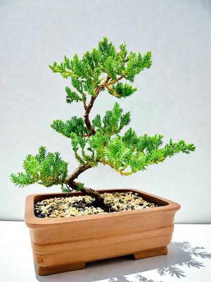 10” Large Juniper Squamata Bonsai Tree - Unglazed Premium Pot