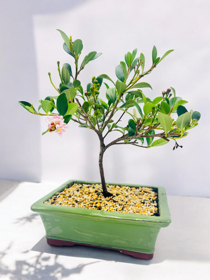 Hawthorn “Cherry Blossom” Bonsai Tree