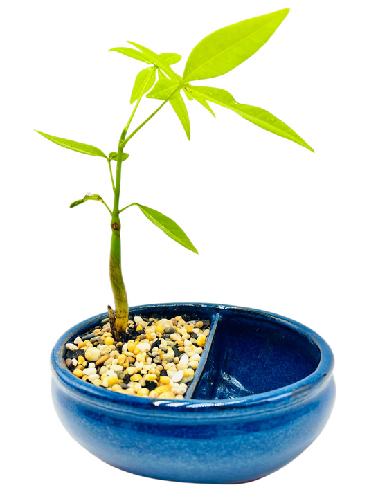 Indoor Guiana Chestnut “Pachira Aquatica” Bonsai Tree With Water Side 发财树