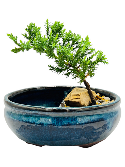 6” Juniper Bonsai Tree With Water Side