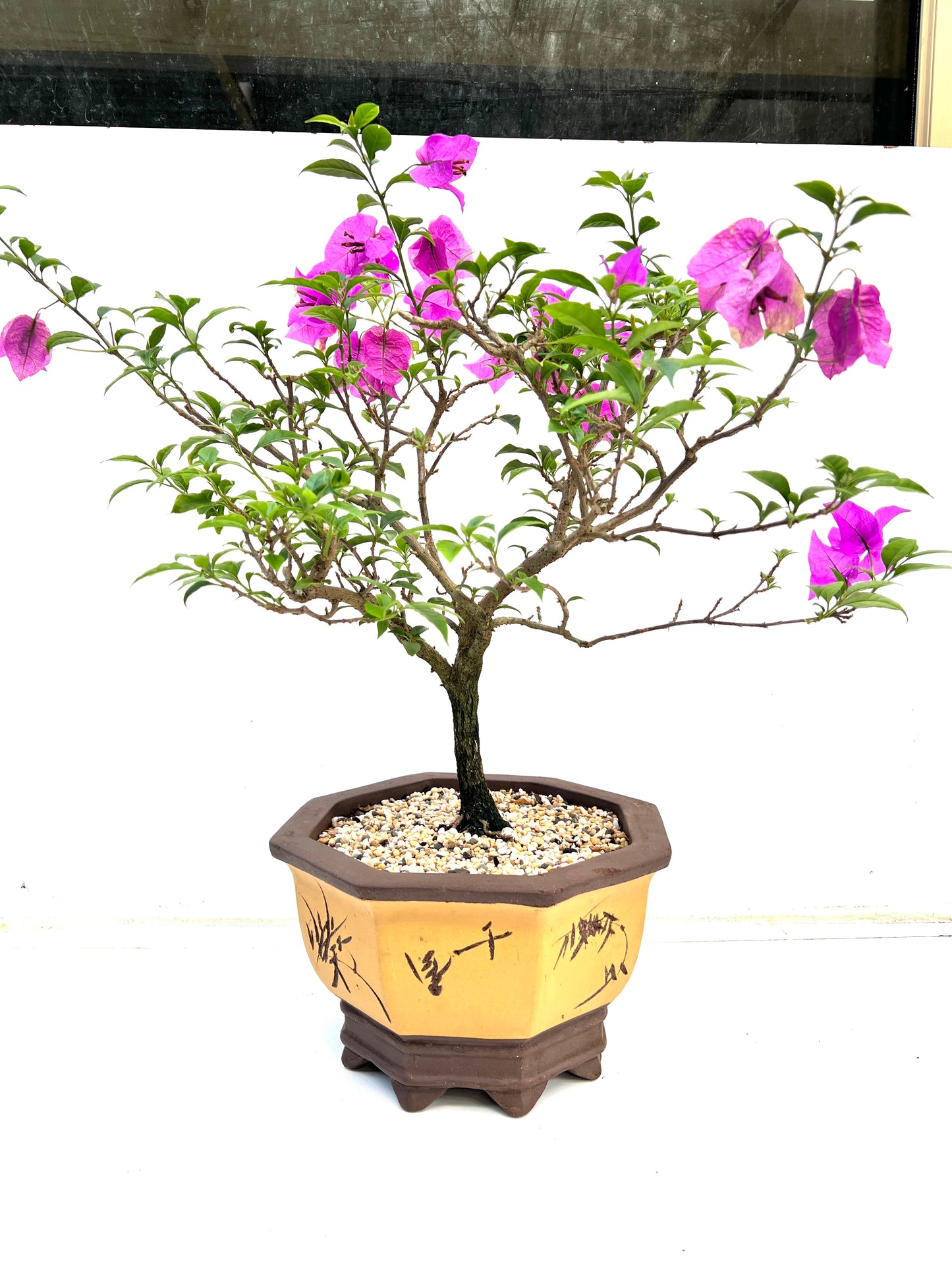 Purple Bougainvillea 8 Years Old 62cm Tall - Bonsai Gifts Nursery