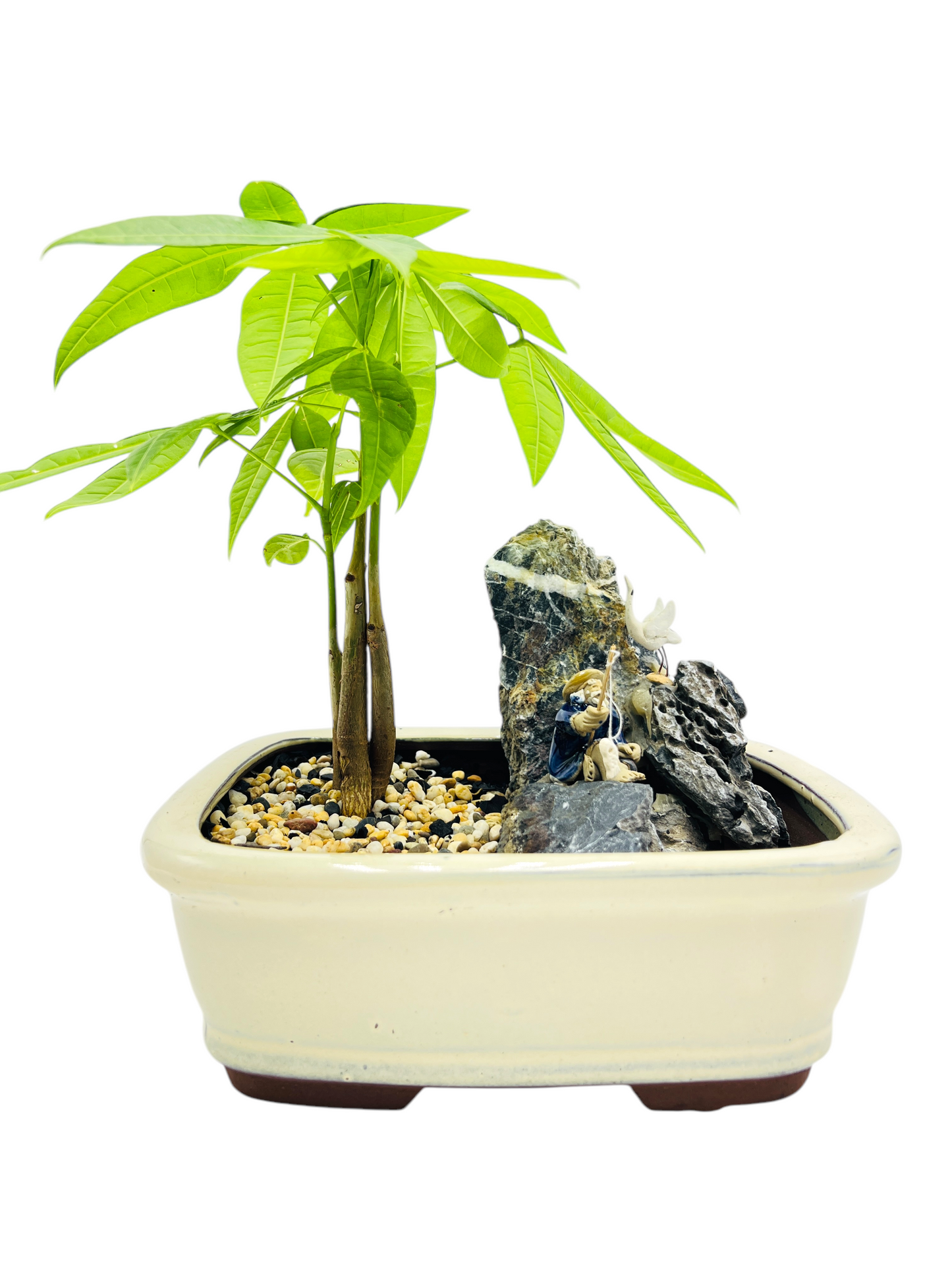 Rock Feature Triple Trunk Indoor Guiana Chestnut “Pachira Aquatica” Bonsai Tree 8 Inch 发财树